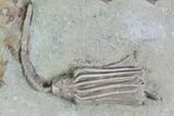 Crinoid Plate (Macrocrinus & Dorycrinus) - Crawfordsville #94393-1
